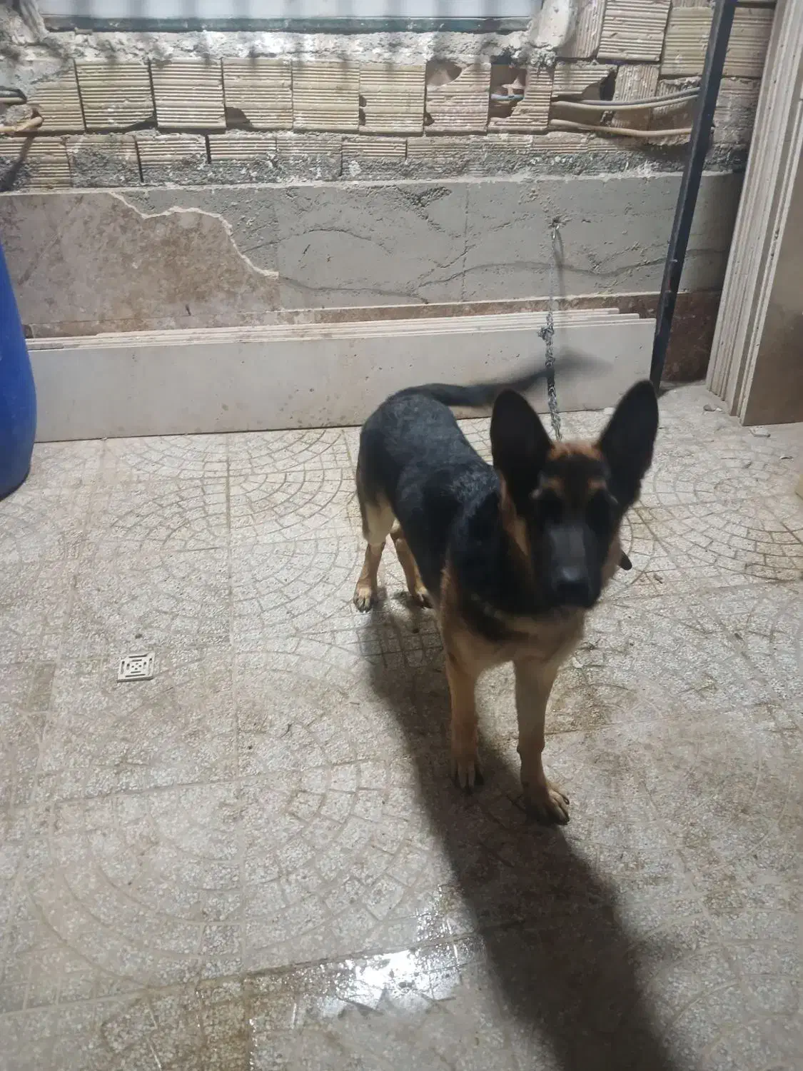 سگ ژرمن شپرد اصلی|سگ|کرج, اخگرآباد|دیوار