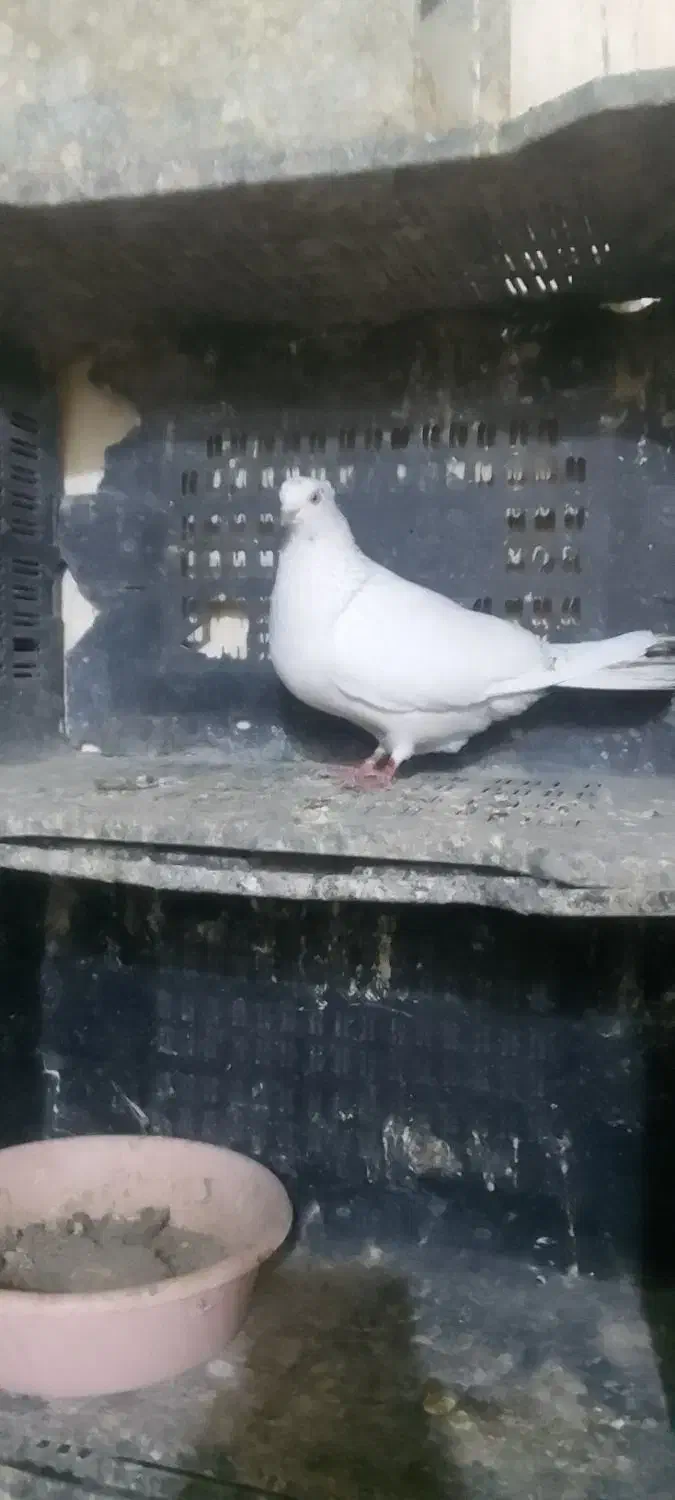 سلام ۳جفت کبوتر به فروش میرسد|پرنده|شاهرود, |دیوار