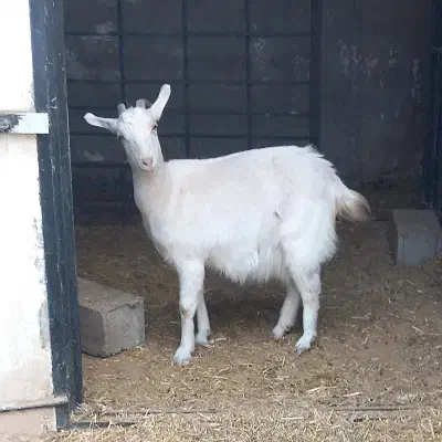 بز سانن و الپاین|حیوانات مزرعه|کرمان, |دیوار