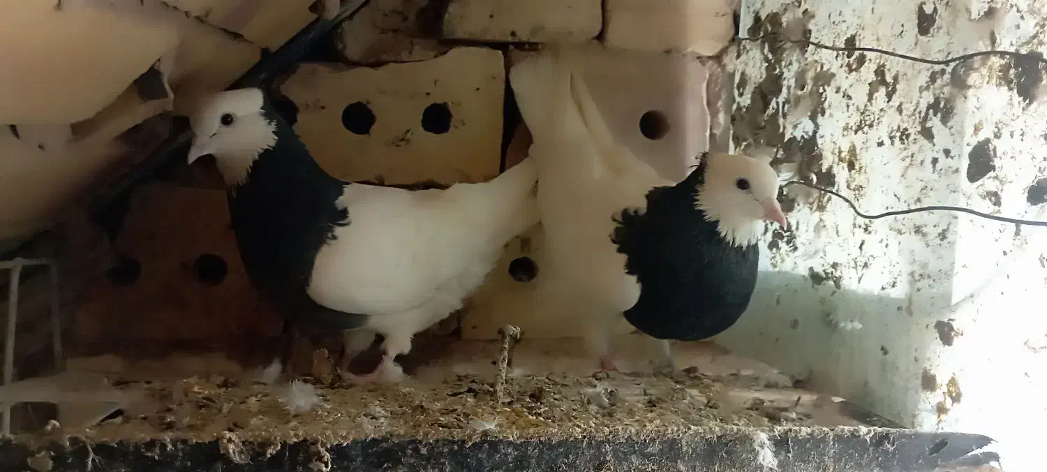 کفتر|پرنده|فیروزه, |دیوار