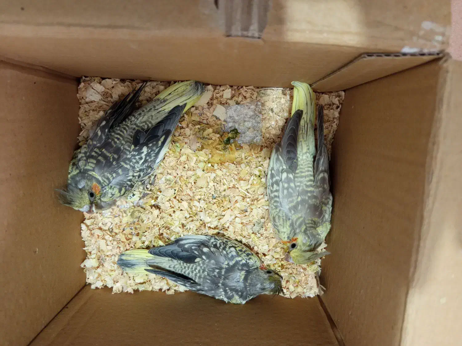 عروس پاریس|پرنده|بندر ماهشهر, |دیوار