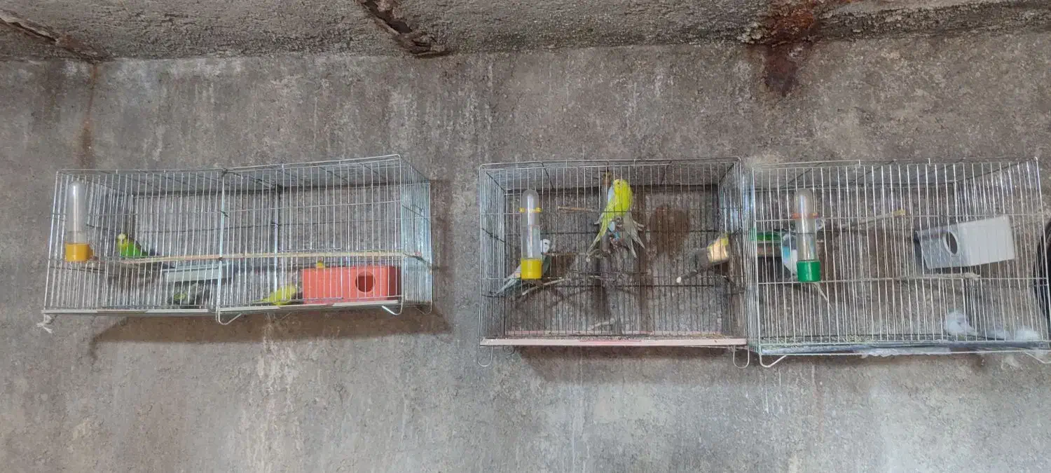 مرغ عشق 12عدد|پرنده|آبدانان, |دیوار