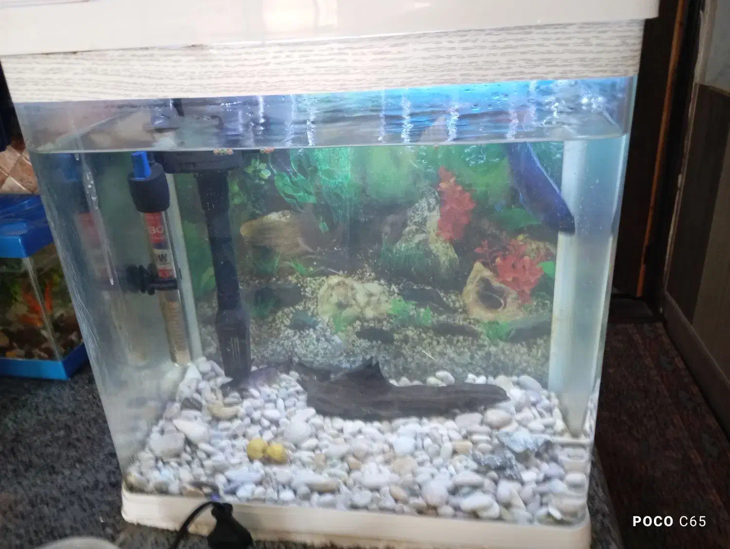 آکواریوم  با ماهی|ماهی|سیرجان, |دیوار