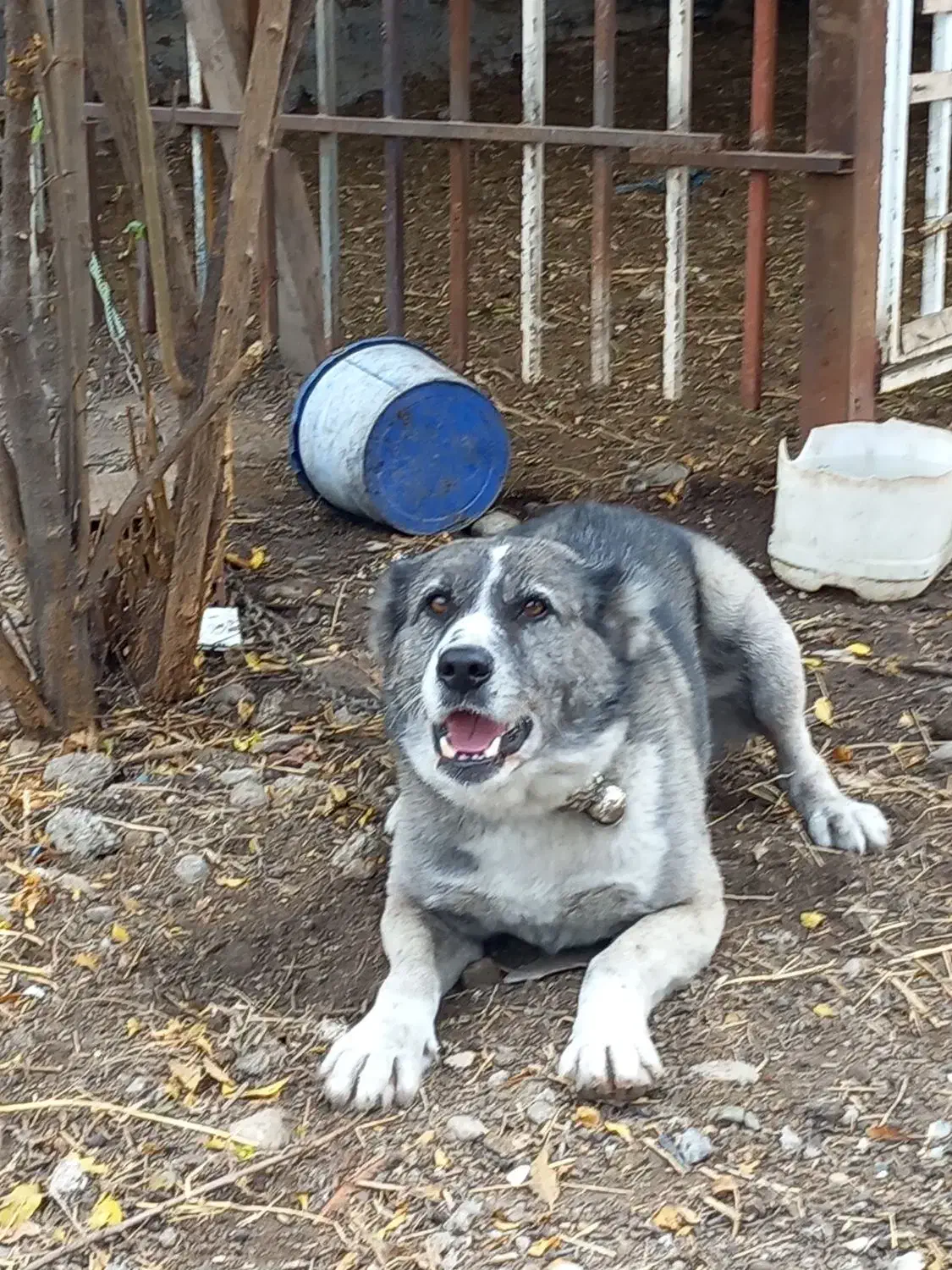 سگ چوپانی افغان ۱ساله|سگ|جلین, |دیوار