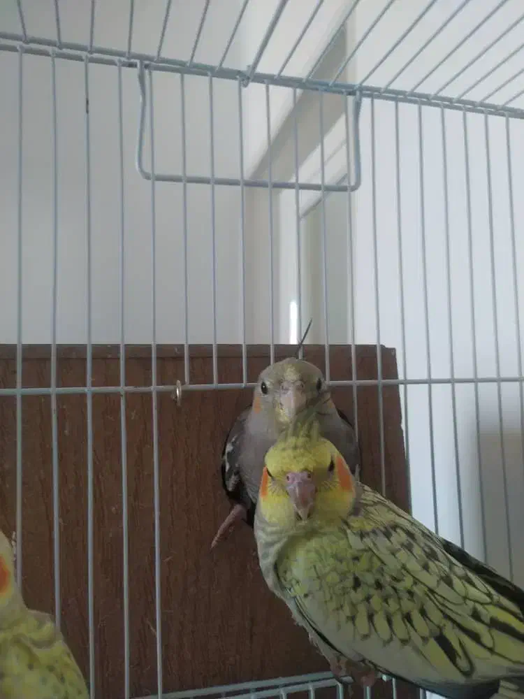 عروس هلندی نر ۴ ماهه|پرنده|قرچک, شهرک طلائیه|دیوار