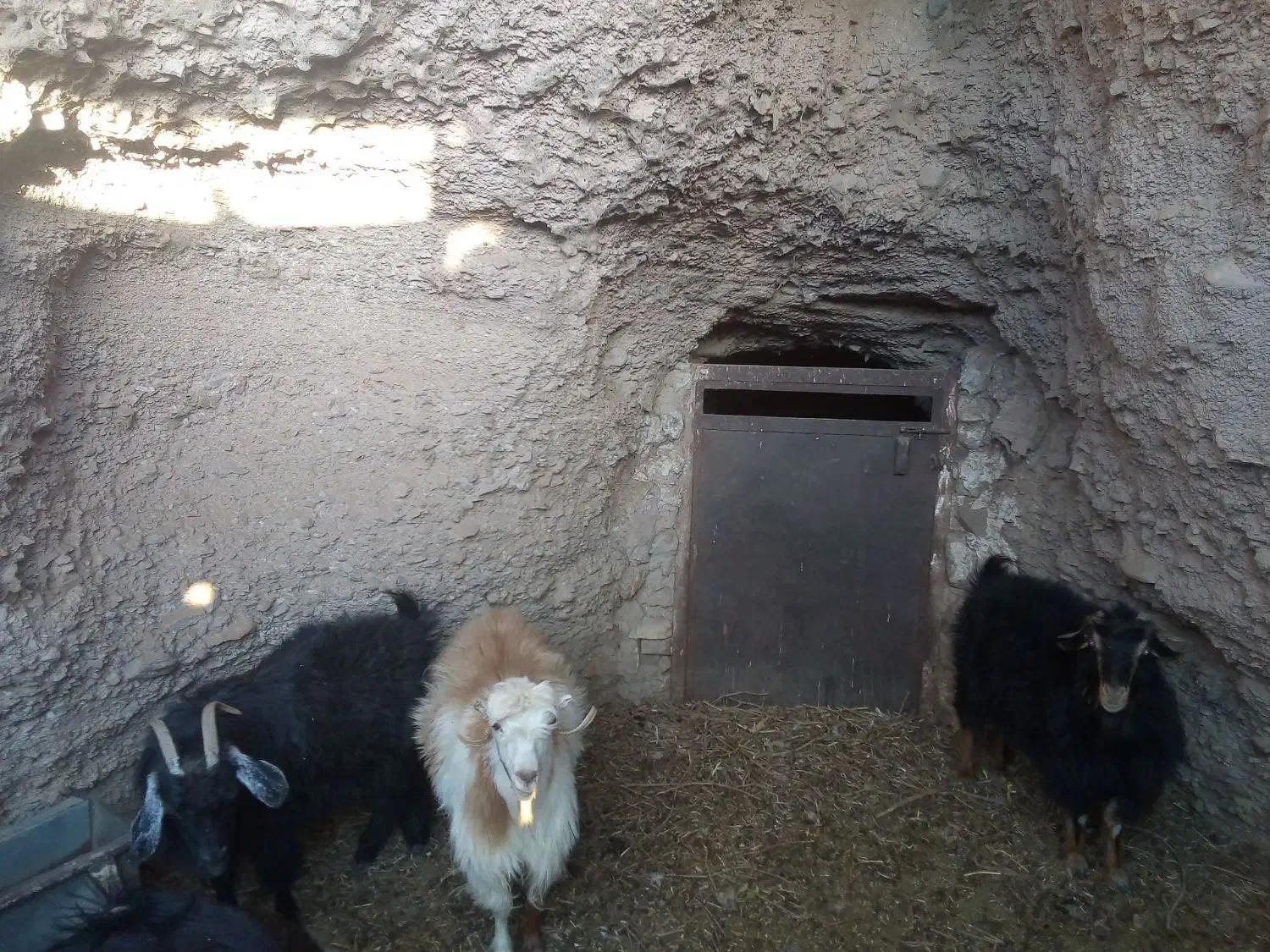 بز چاق فروشی|حیوانات مزرعه|بیرجند, |دیوار