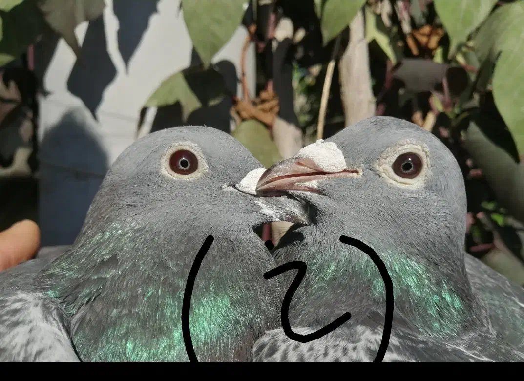 موریس دلبر جان آردن|پرنده|برازجان, |دیوار