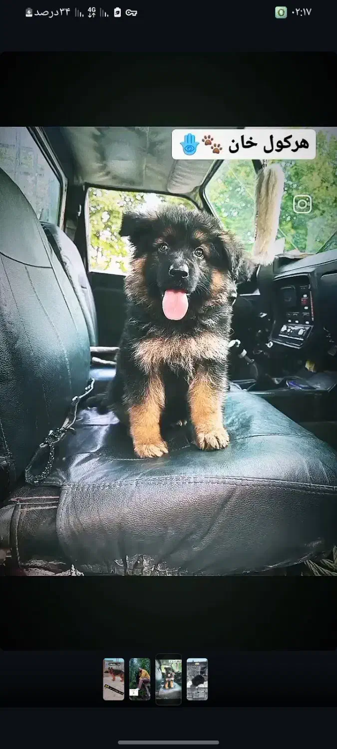 ژرمن شولاین خرسی مو بلند|سگ|محمودآباد, |دیوار