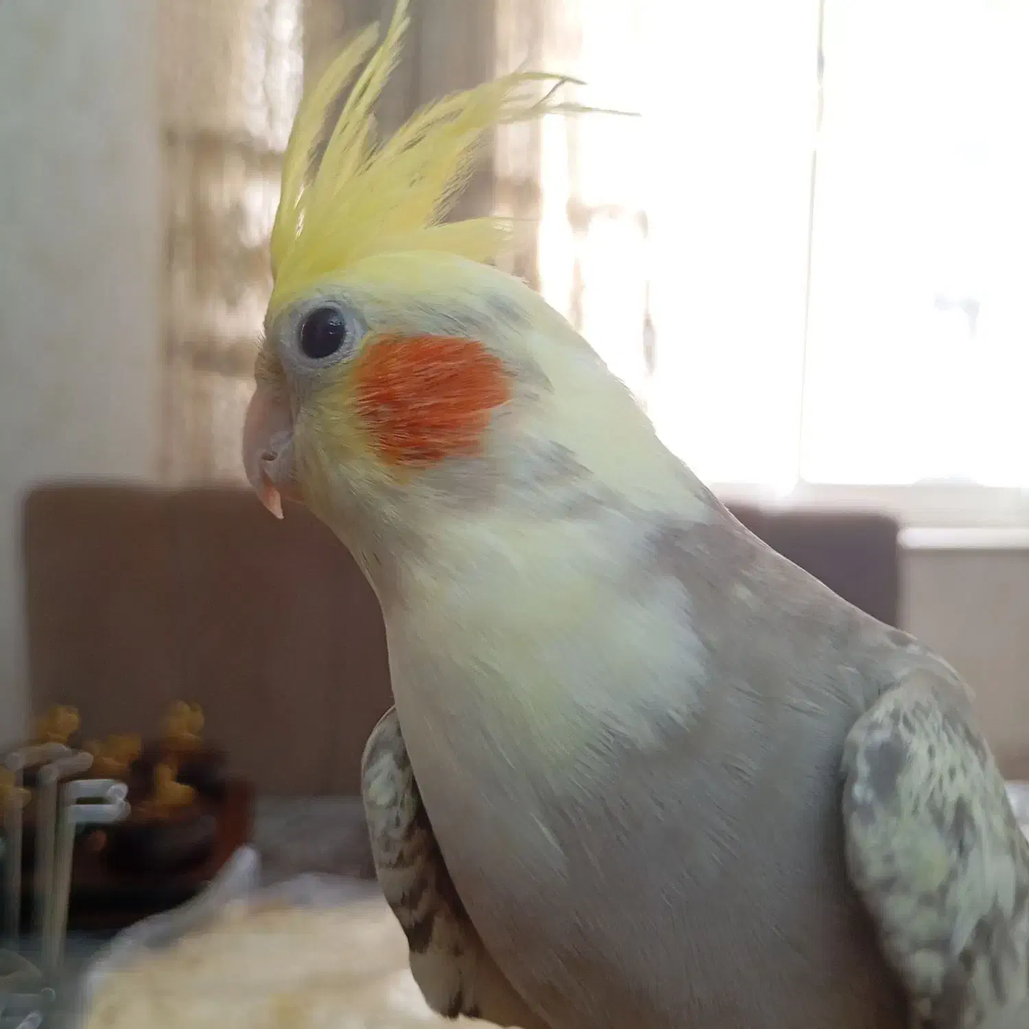 طوطی برزیلی وعروس|پرنده|سنگر, |دیوار