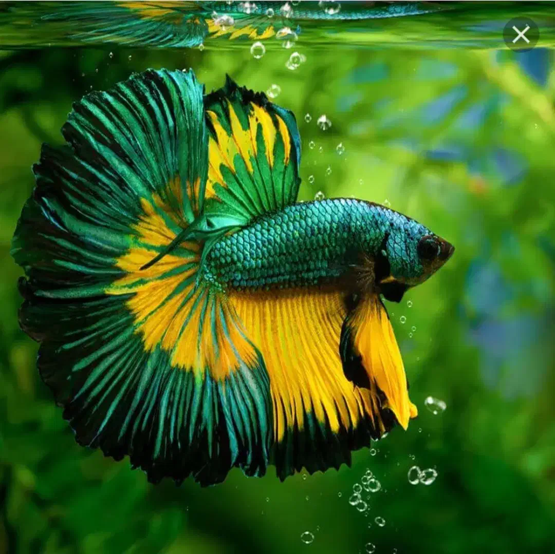 ماهی سرای نیشابور|ماهی|نیشابور, دارایی|دیوار