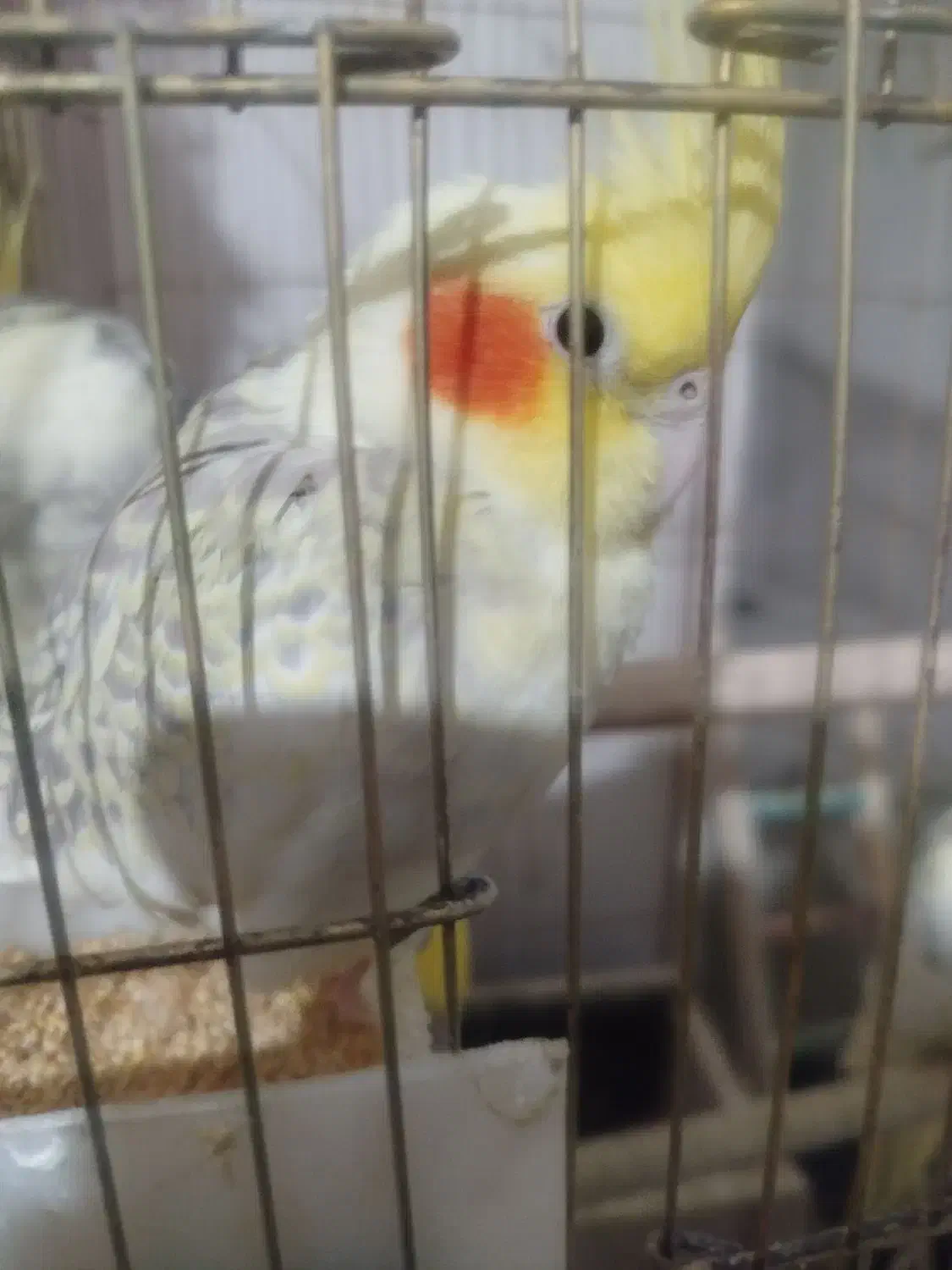 پانزده جفت عروس هلندی تخم گذار فروش فوری|پرنده|شاهین‌شهر, امام حسین|دیوار