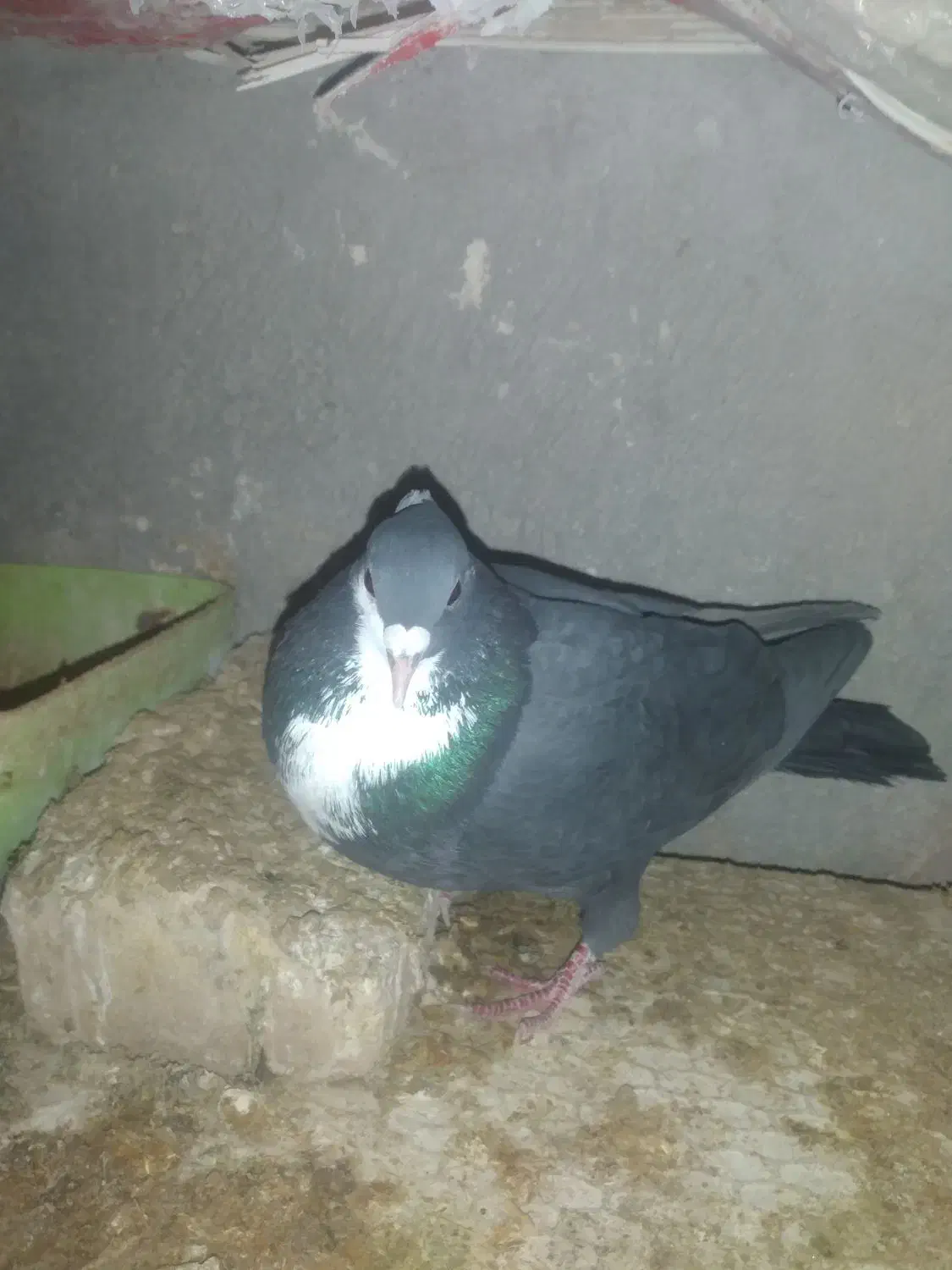 نرریش|حیوانات|زابل, |دیوار