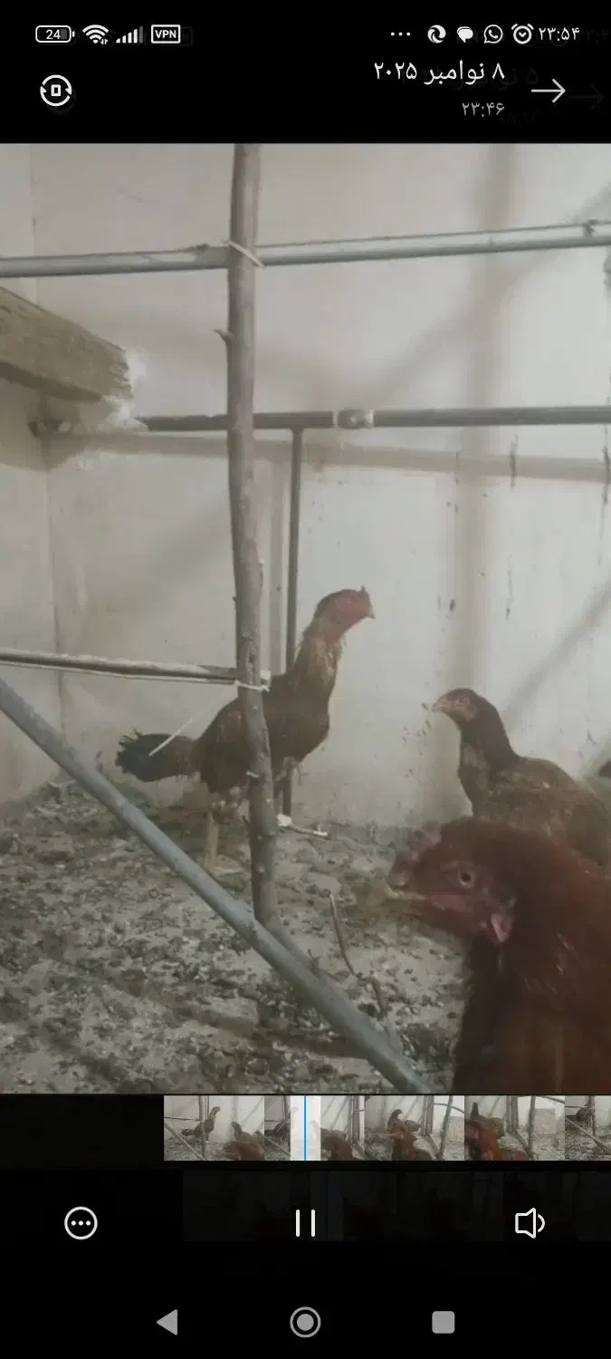 مرغ خروس لاری|پرنده|رودهن, |دیوار