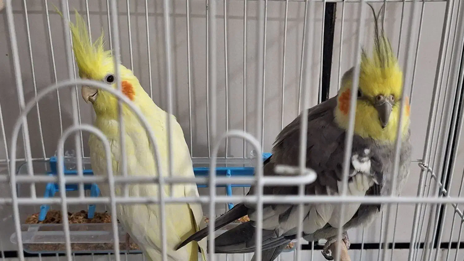 یک جفت عروس هلندی نرو ماده|پرنده|دزفول, |دیوار