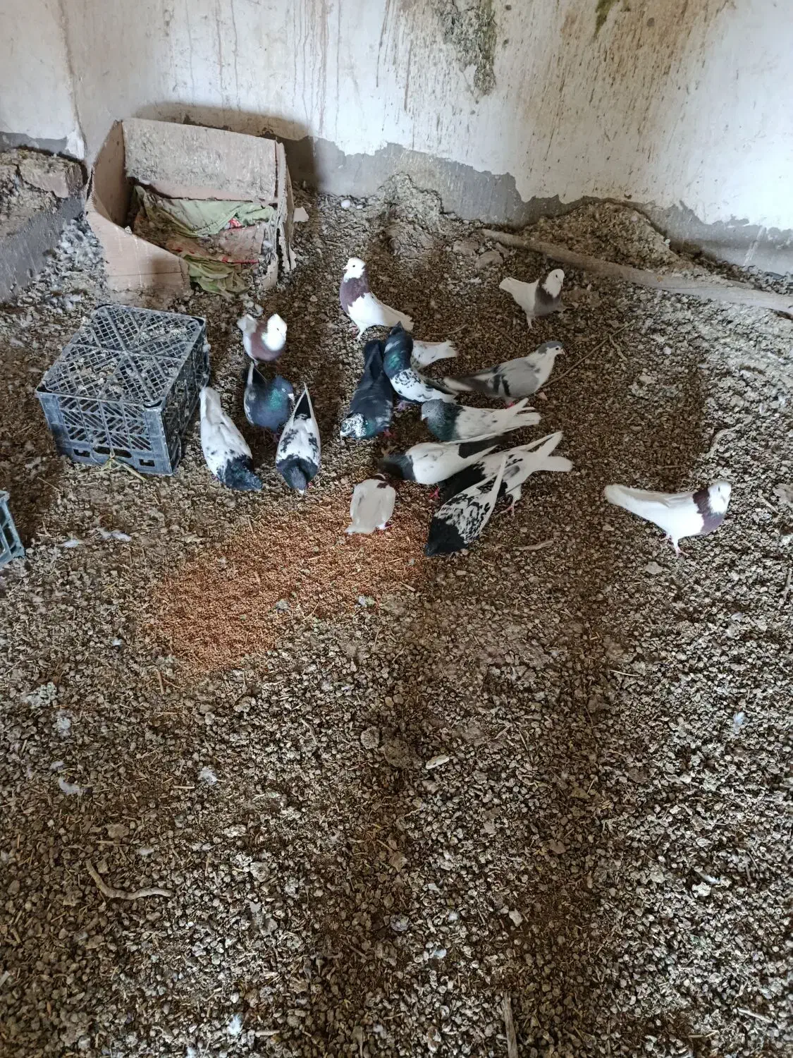 همه گفتند 500|پرنده|سنگان, |دیوار