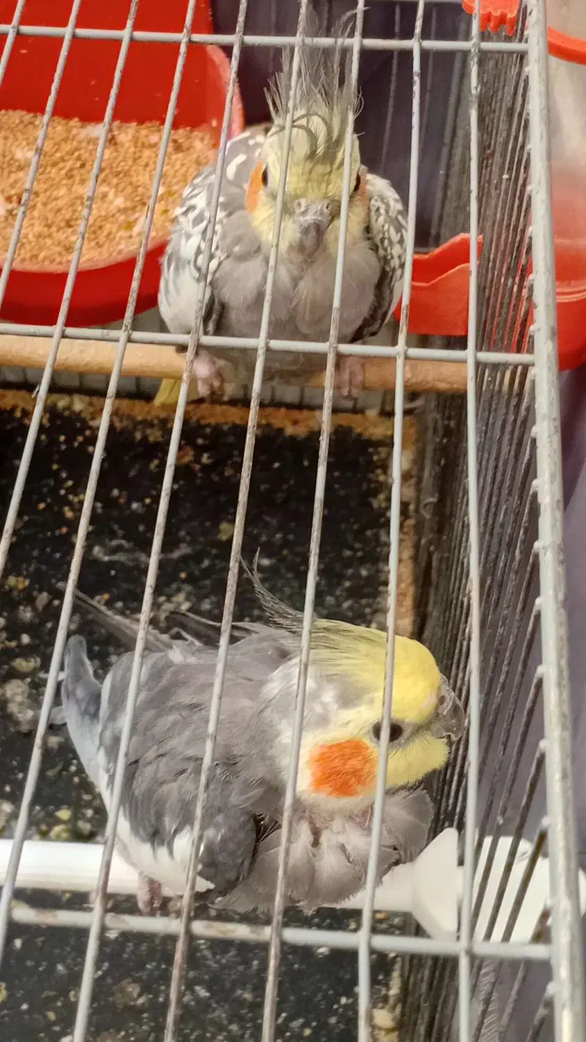 یک جفت عروس هلندی|پرنده|شاهرود, |دیوار