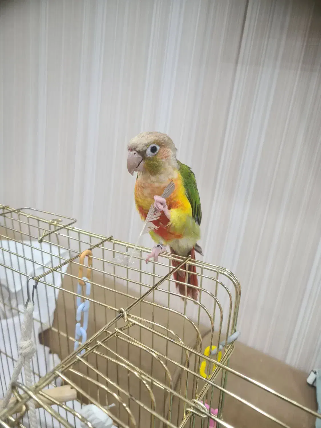 طوطی گمشده|حیوانات|شیراز, نیستان|دیوار