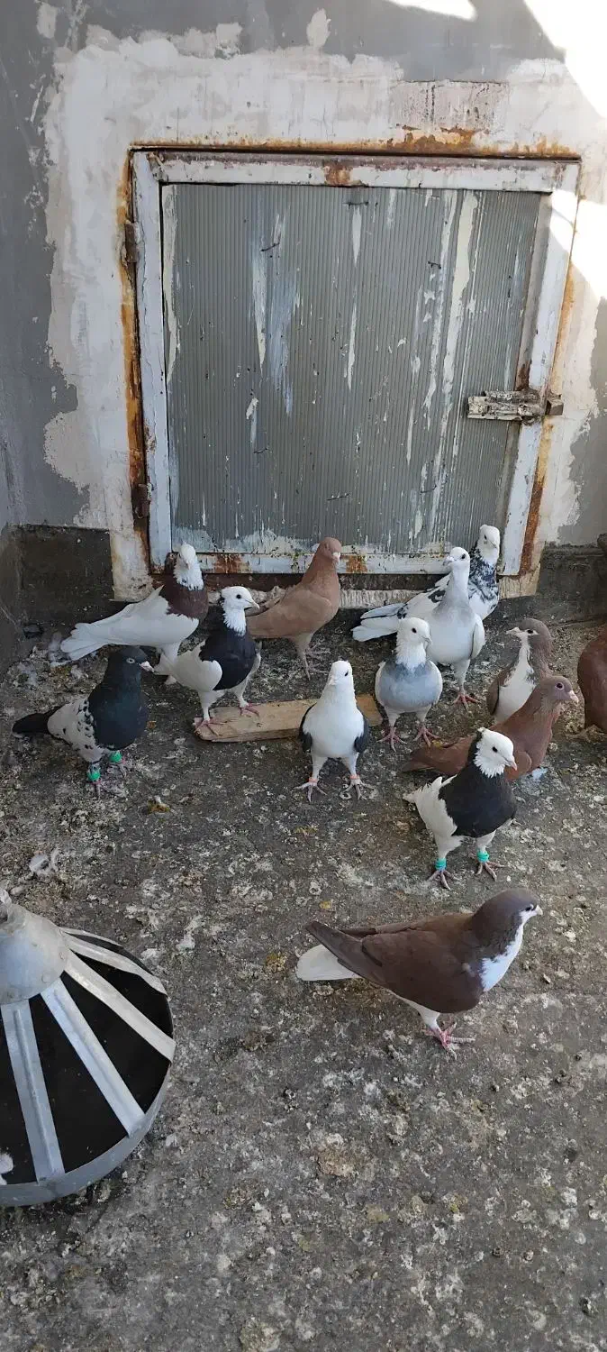 کفتر ساده سرخ طوقی زرد کرمانی پشت بال سیاه|پرنده|تربت‌حیدریه, بالا ولایت|دیوار