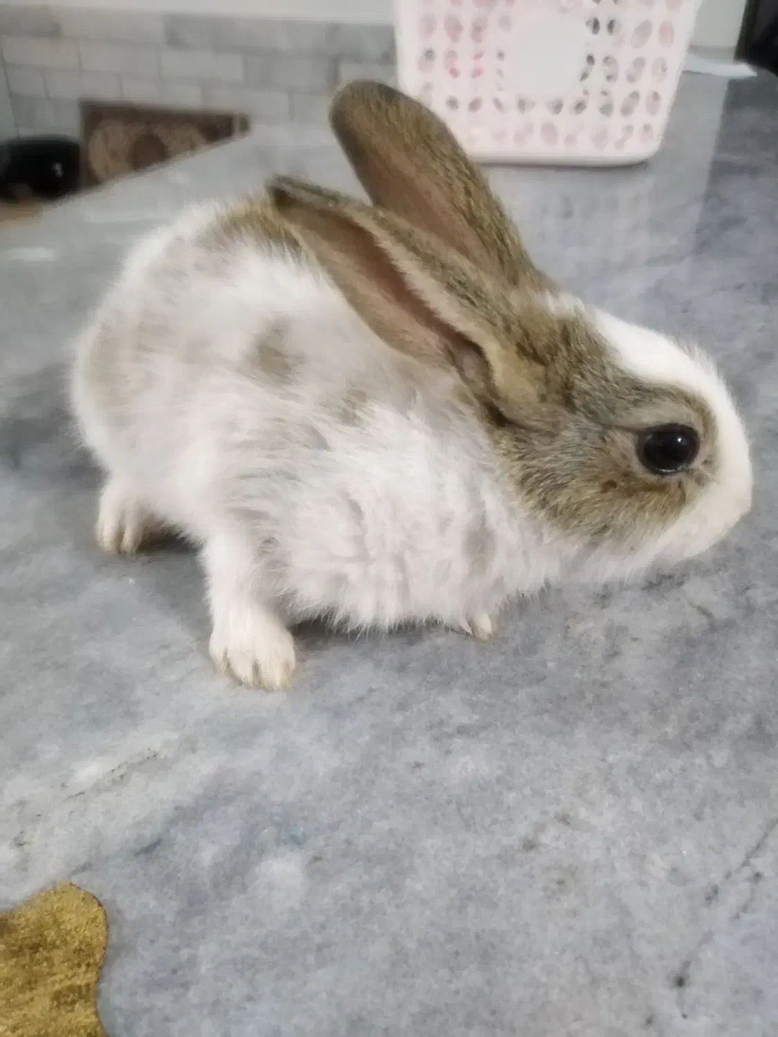 خرگوش بازیگوش|موش و خرگوش|قائن, |دیوار