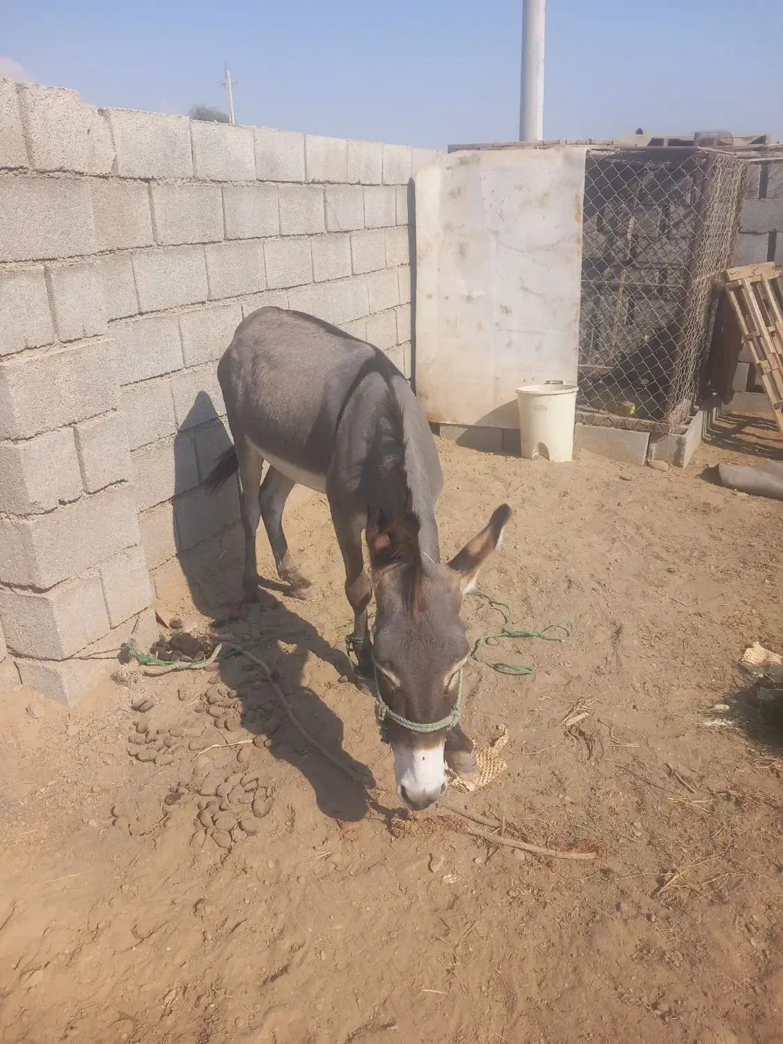 الاغ رهبار نر|حیوانات مزرعه|قلعه قاضی, |دیوار