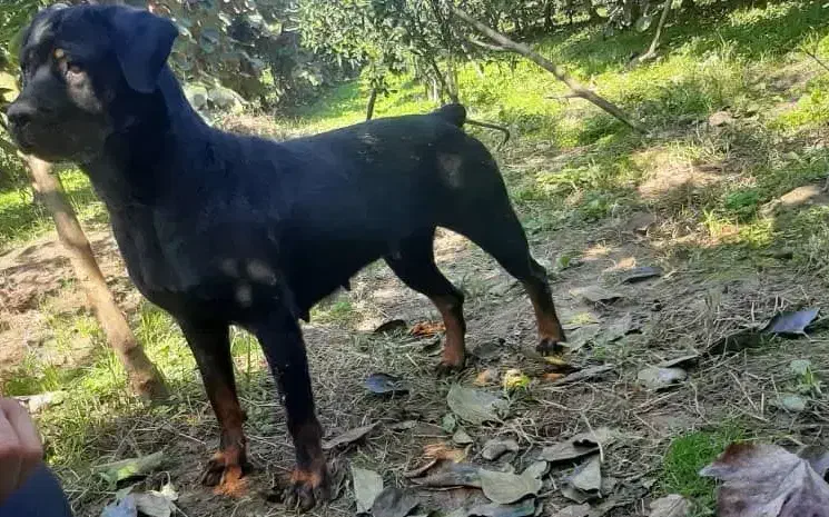 سگ روتوایلر|سگ|فردیس, قریشی|دیوار