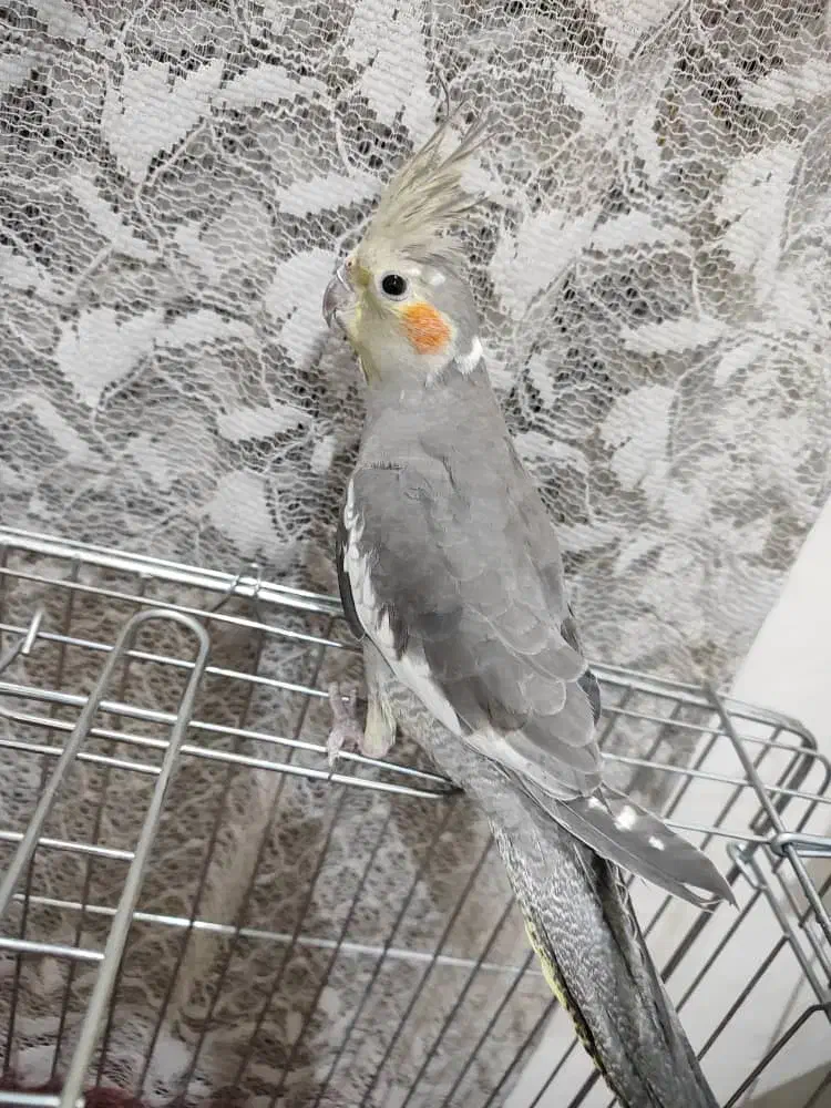 ازنا|پرنده|ازنا, |دیوار