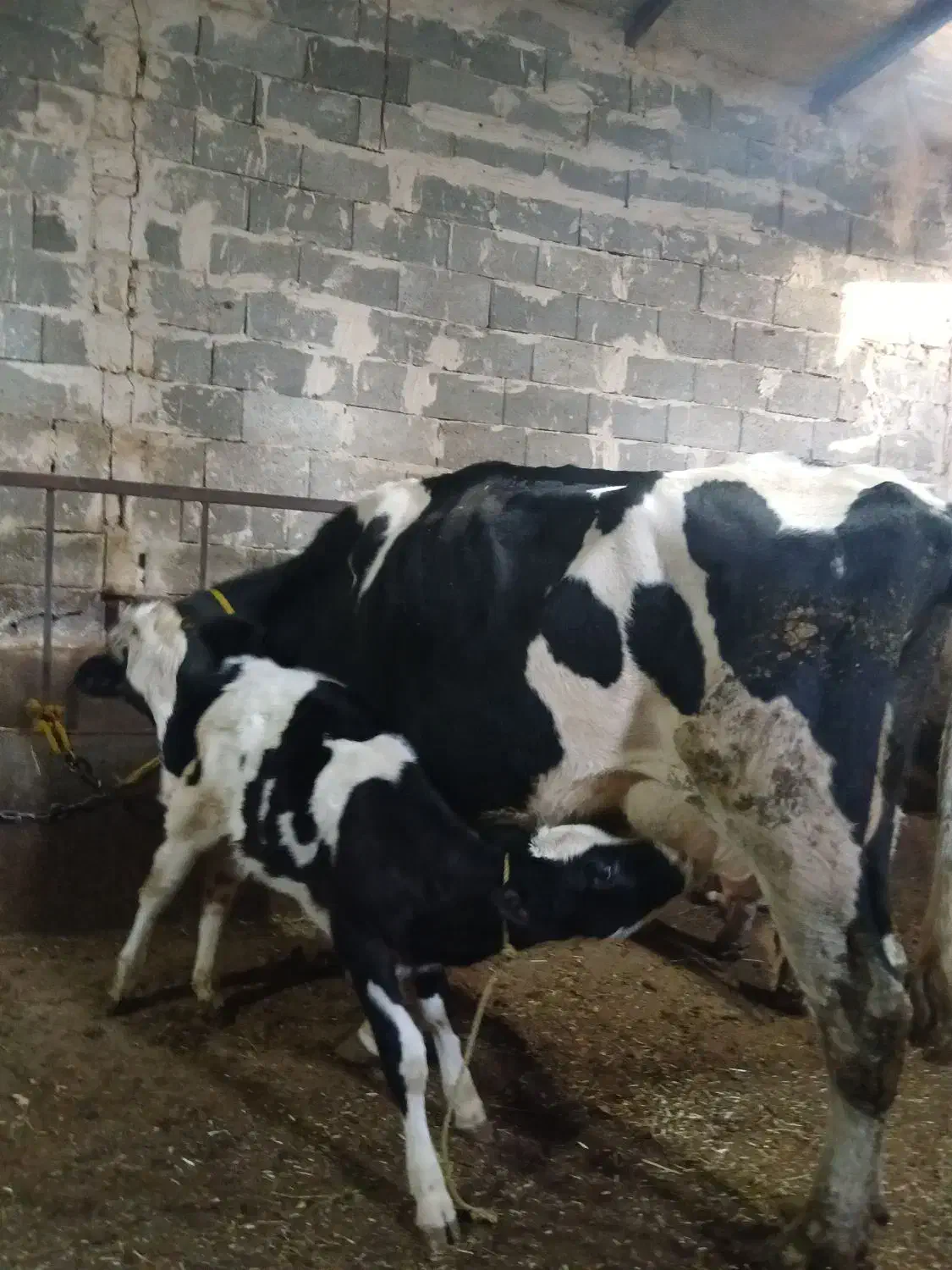 گاوشیری|حیوانات مزرعه|مهربان, |دیوار