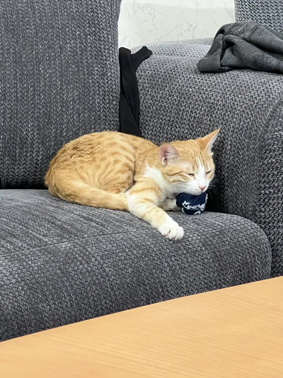 واگذاری گربه نارنجی ماده|گربه|مشهد, بهاران|دیوار