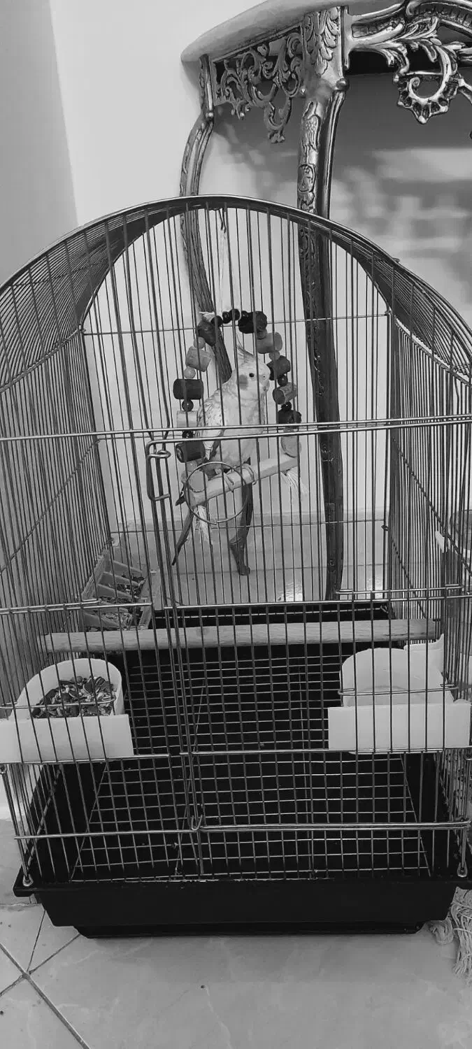 عروس هلندی ماده|پرنده|تهران, مشیریه|دیوار