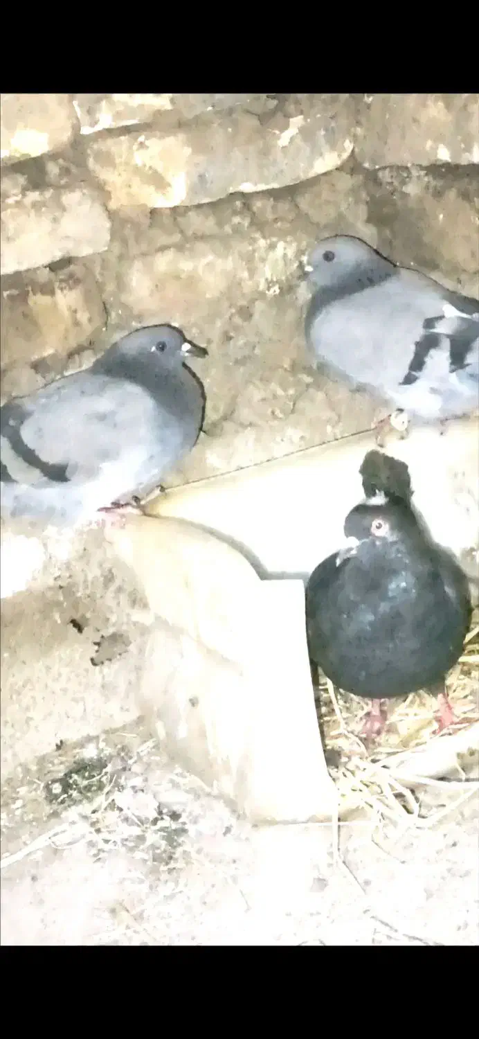 کبوتر ۳تا گم شده هر عزیزی دید پیام بده لطفاً|حیوانات|سنگدوین, |دیوار