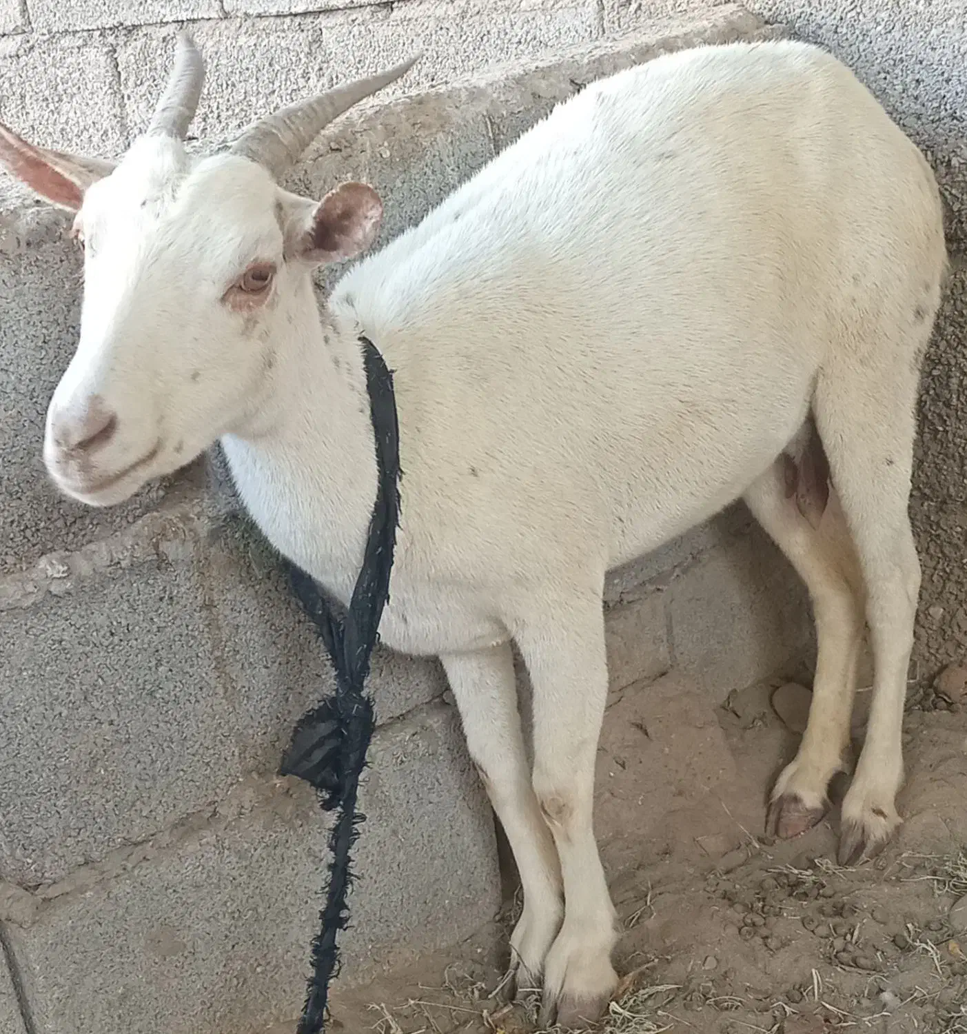 بز آبستن|حیوانات مزرعه|میناب, |دیوار