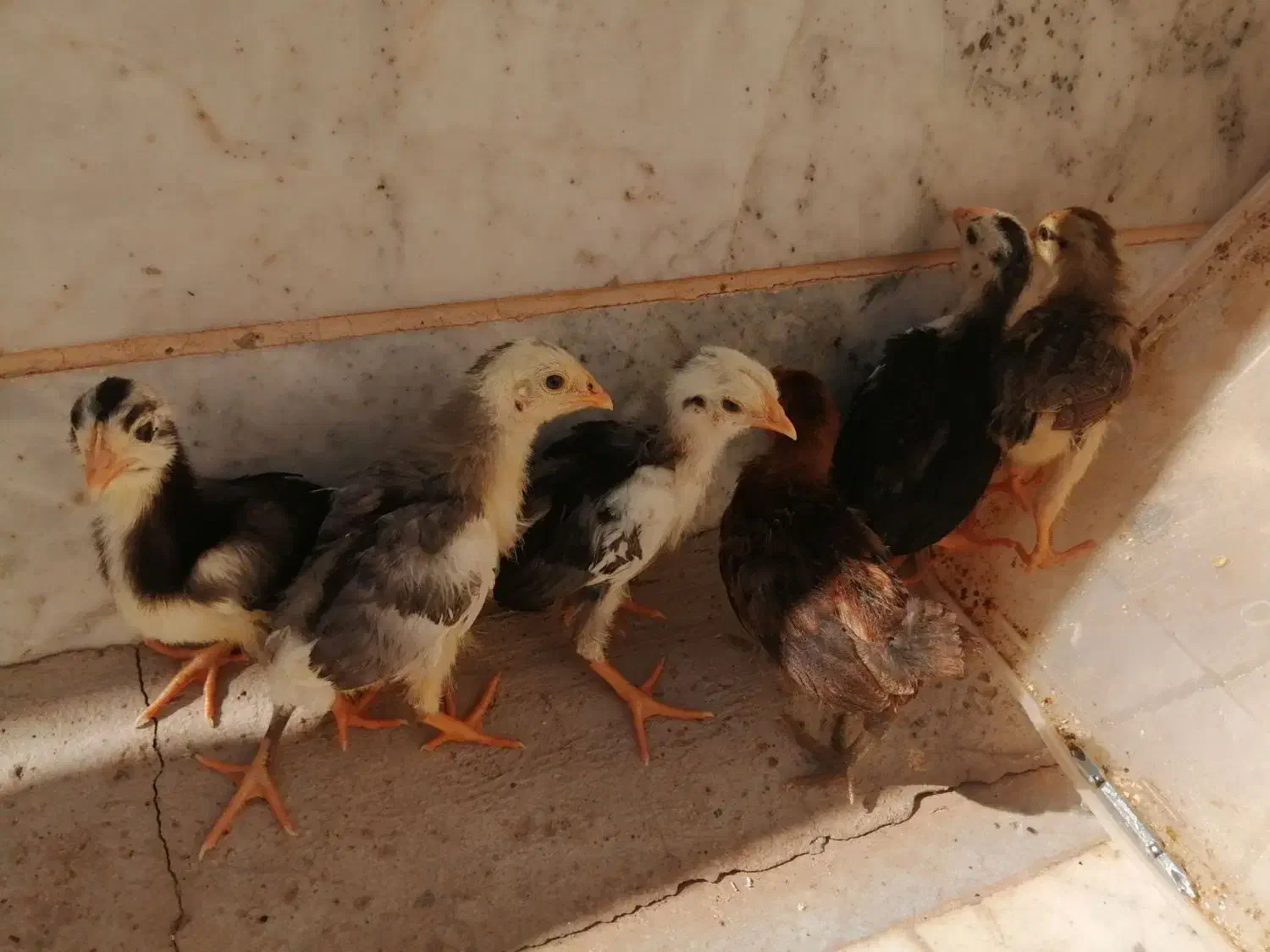 جوجه گلین ی دونه شاخدار|حیوانات مزرعه|بیرجند, |دیوار