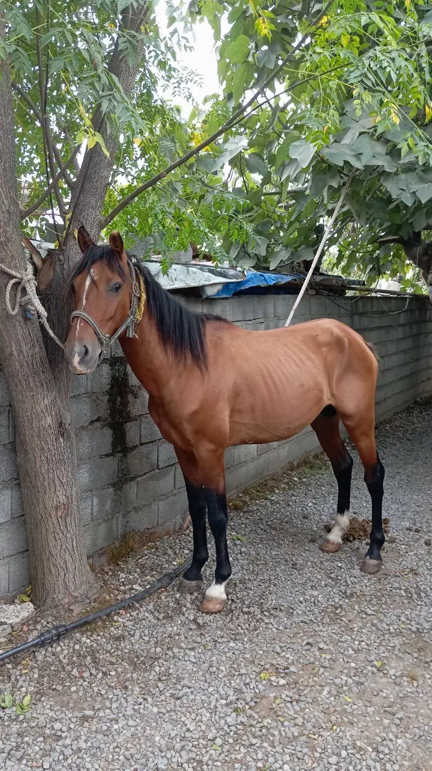 ۲ رس اسب نریان باری سواری|اسب و تجهیزات اسب‌سواری|کوهی‌خیل, |دیوار