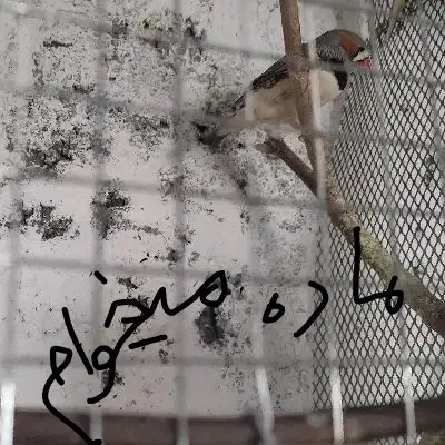 فنچ|پرنده|هامون, |دیوار