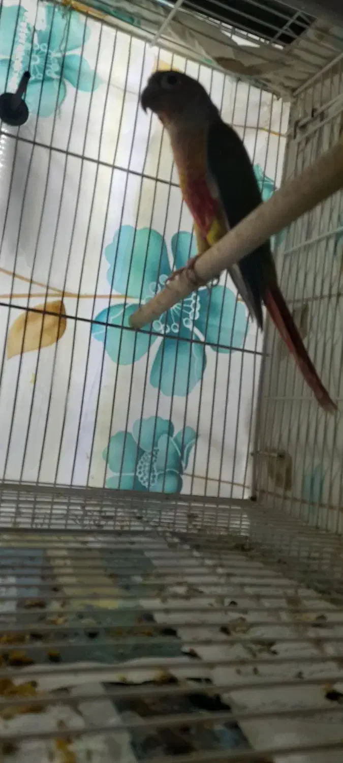 گرینچیک|پرنده|مشهد, اروند|دیوار