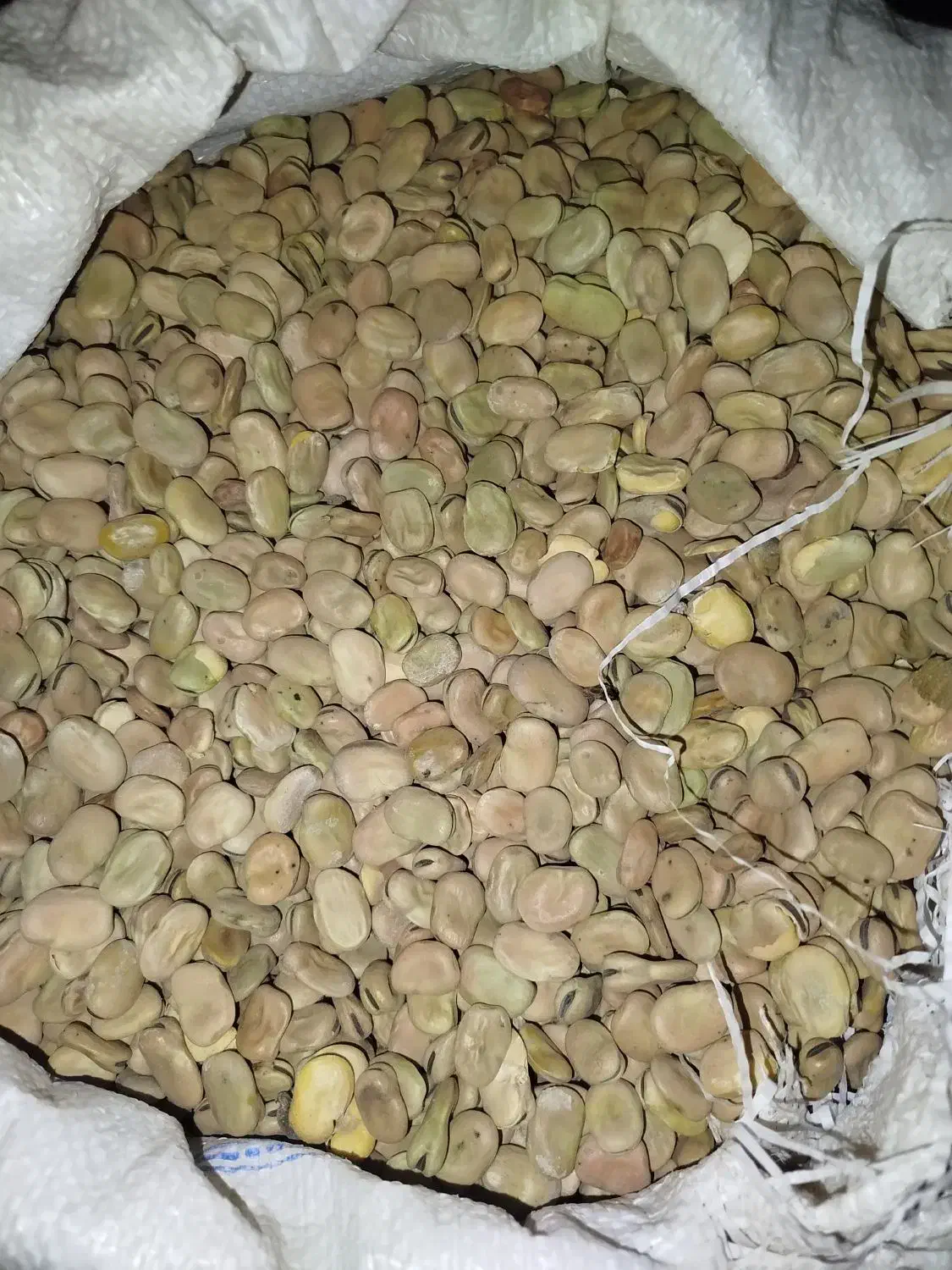 باقله یا باقلا|عمدهفروشی|چگنی, |دیوار