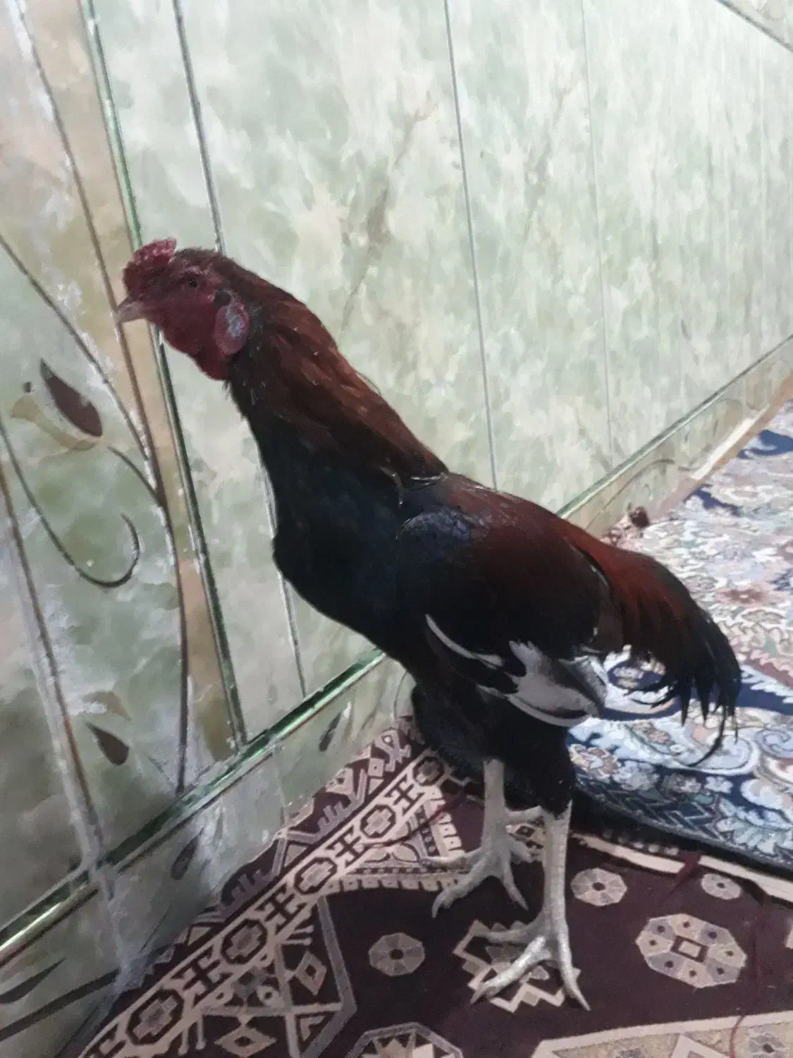 خروس|حیوانات مزرعه|سراوان, |دیوار