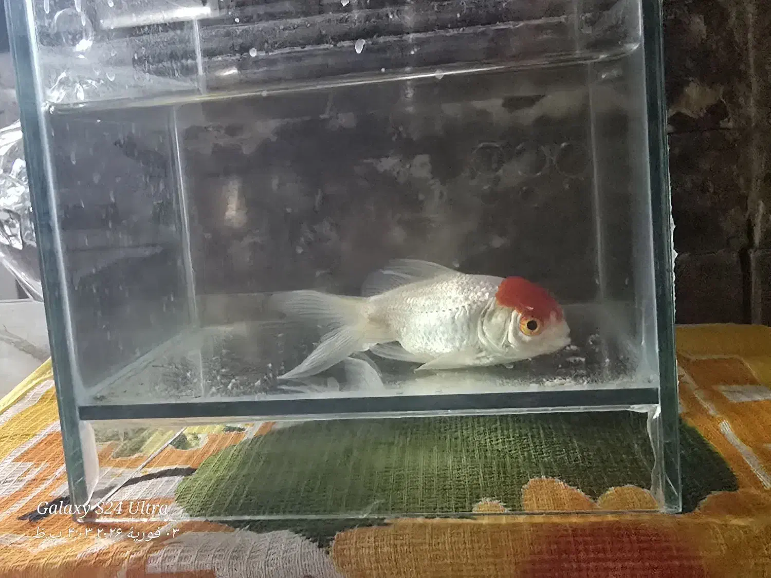 ماهی گلدفیش|ماهی|قم, تولید دارو و یخچال|دیوار