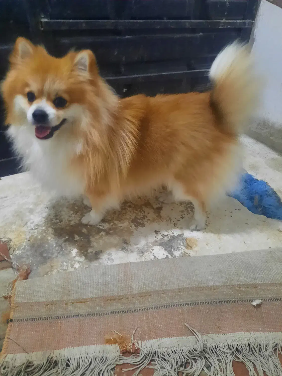 سک پامر|سگ|گرگان, |دیوار