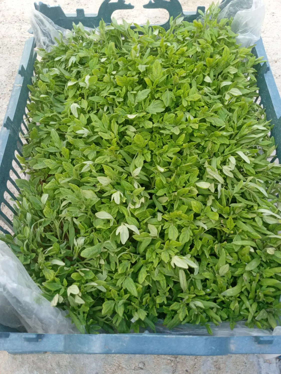 نشا گوجه|گل و گیاه طبیعی|کوزران, |دیوار