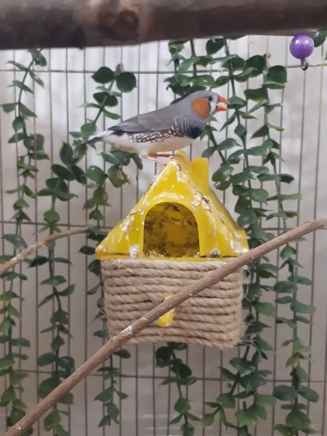 فنچ پولد|پرنده|تهران, امام زاده عبدالله|دیوار