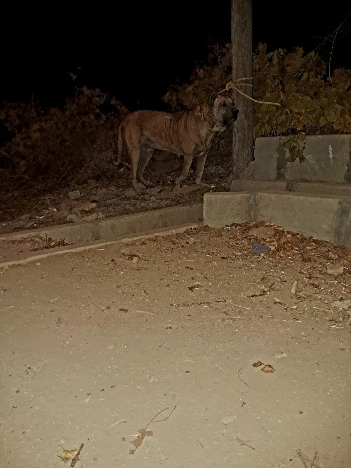 سگ سرابی|سگ|ابهر, |دیوار