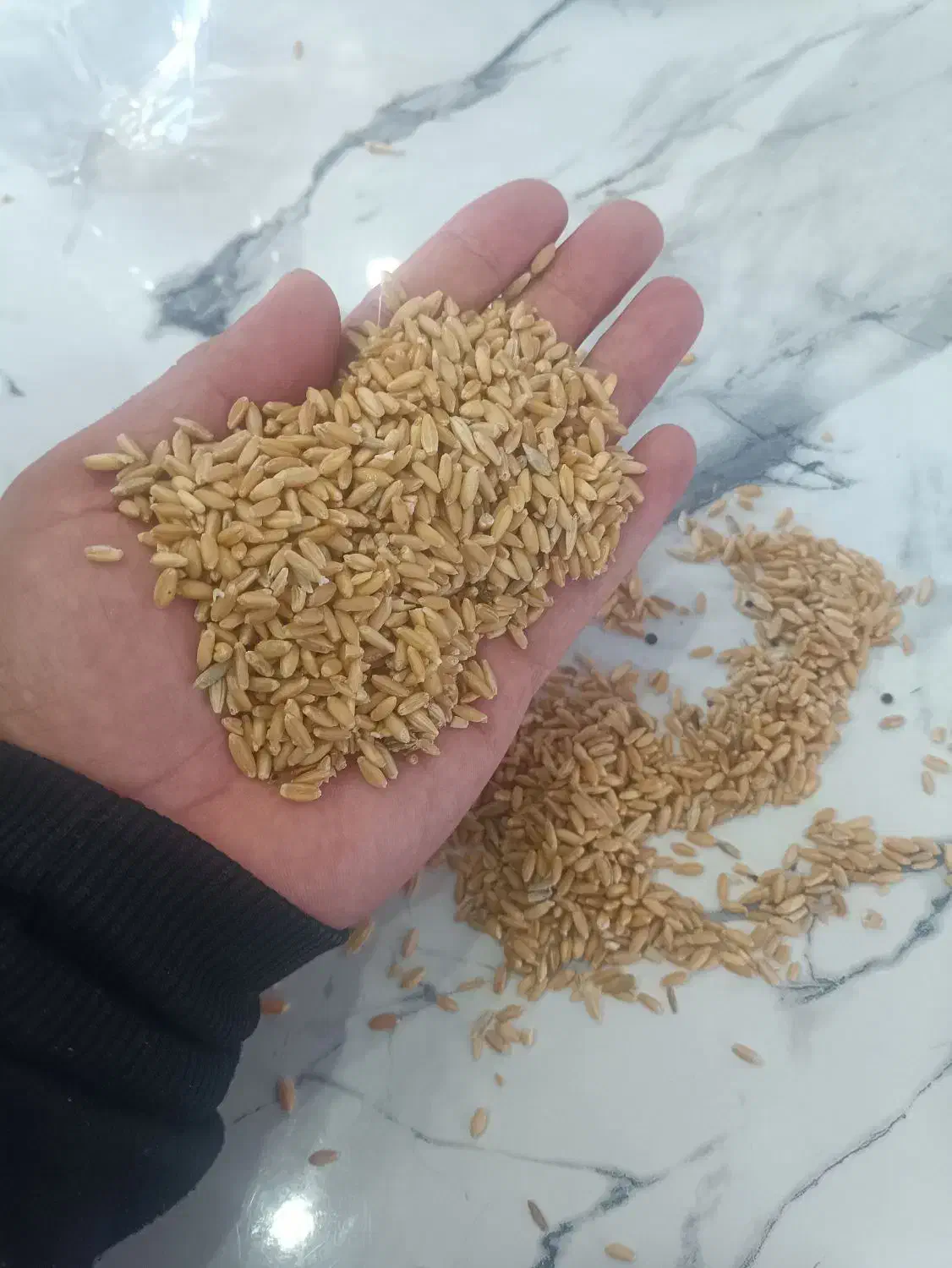 گندم امسال|عمدهفروشی|ترکمانچای, |دیوار