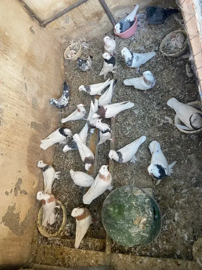 طوقی|پرنده|اصفهان, خواجو|دیوار