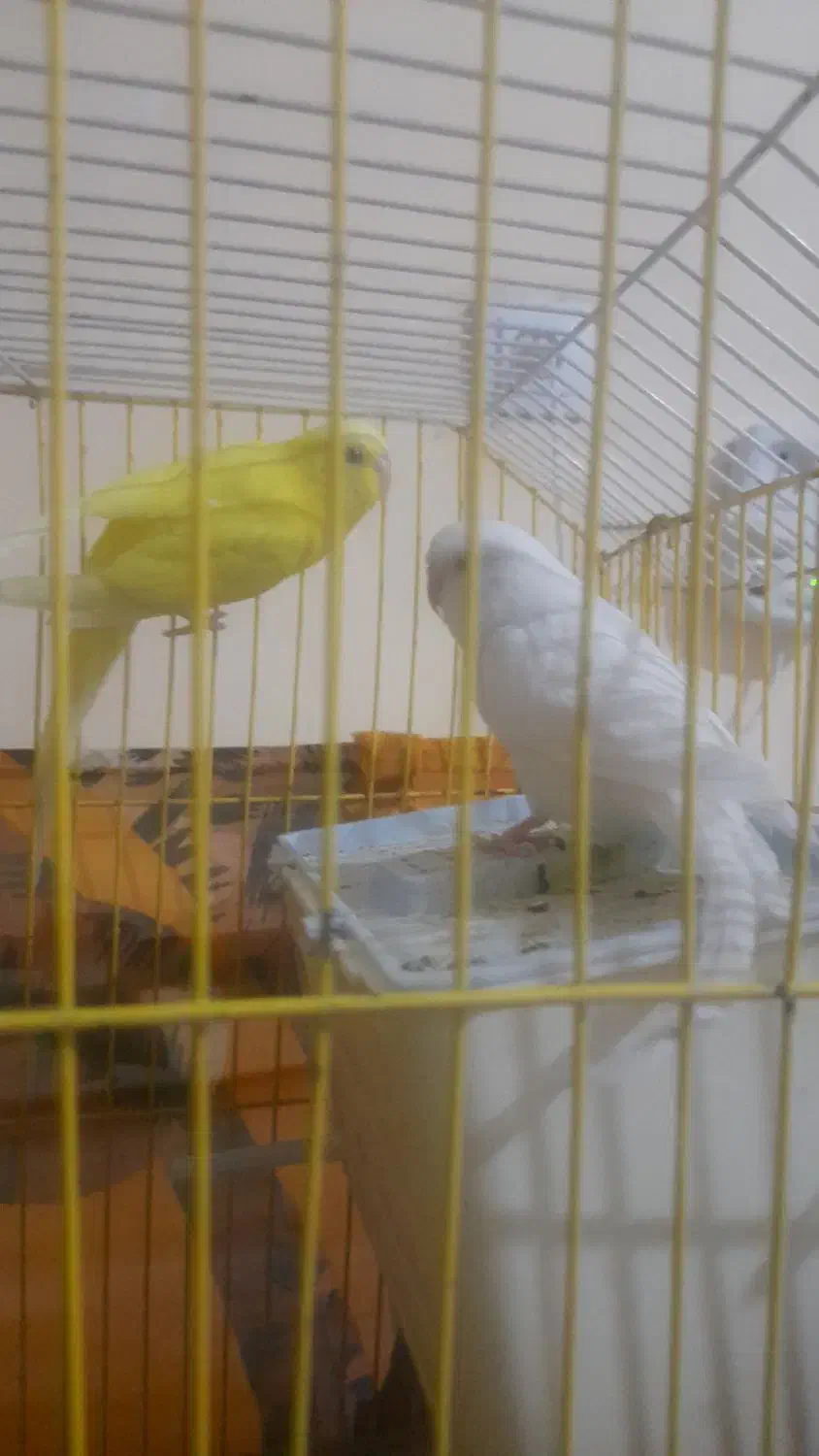 مرغ عشق هلندی|پرنده|بندر ماهشهر, |دیوار