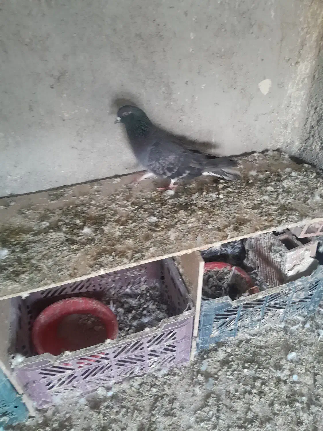 کبوترنر اوچان|حیوانات|اردبیل, |دیوار