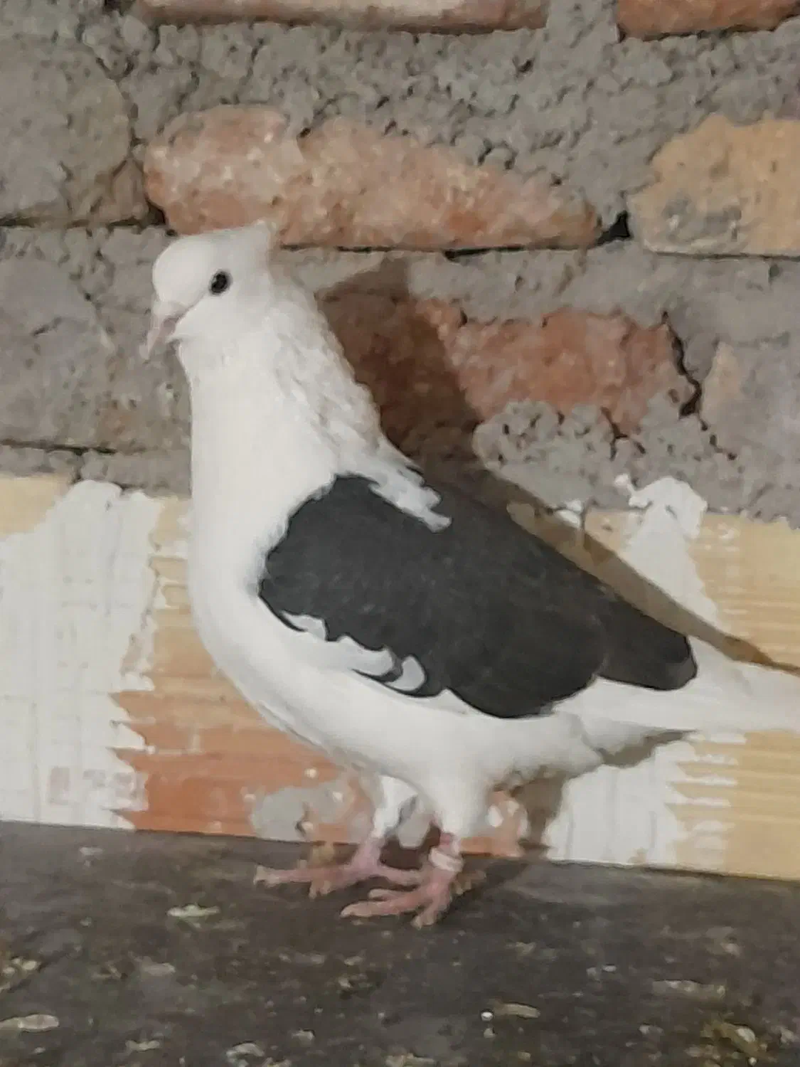 کبوتر|پرنده|اردبیل, |دیوار