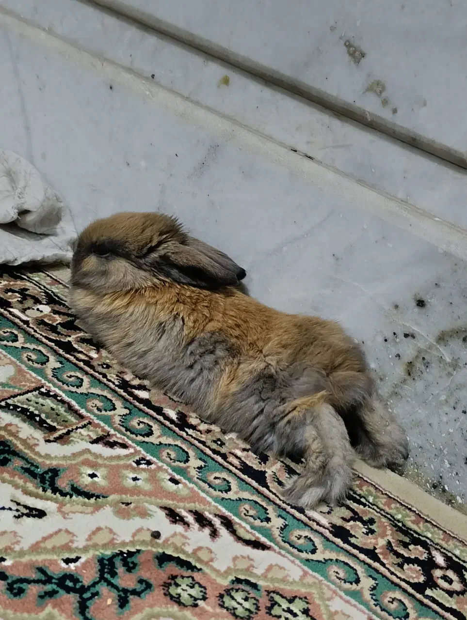 خرگوش پشمالو|موش و خرگوش|زاهدان, |دیوار