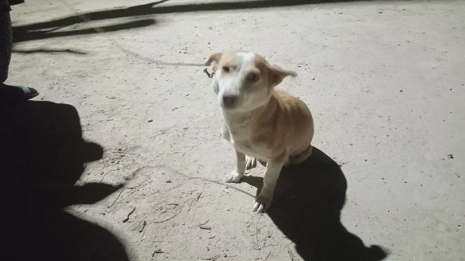 پاکوتاه|سگ|نیمروز, |دیوار