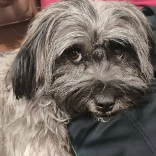 سگ گمشده|حیوانات|شیراز, شریف‌آباد|دیوار